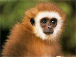 front office monkey.jpg